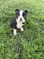 Rocky , a male Boston Terrier for sale in Merced, CA – Photo 5 of 7