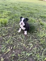 Rocky , a male Boston Terrier for sale in Merced, CA – Photo 3 of 7