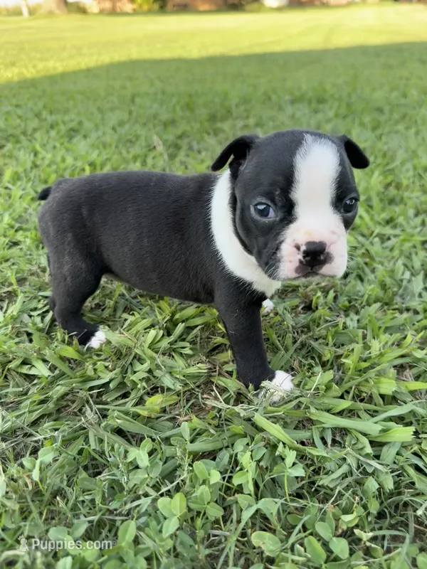 Bailey – Boston Terrier puppy for sale in Merced, CA