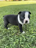 Bailey, a female Boston Terrier for sale in Merced, CA – 1 of 3