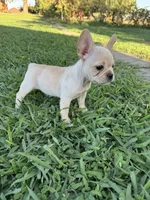 Daisy, a female French Bulldog for sale in Merced, CA – 1 of 7