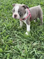 Nova , a female Boston Terrier for sale in Merced, CA – 2 of 9