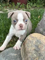 Stacy , a female Boston Terrier for sale in Merced, CA – 1 of 5