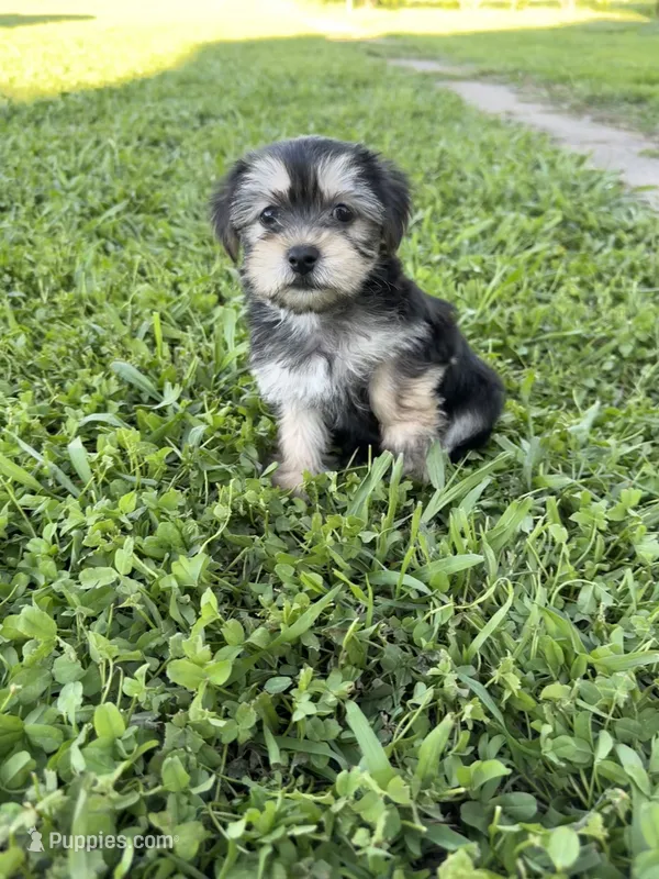 Stella – Shih Tzu, Yorkshire Terrier puppy for sale in Merced, CA