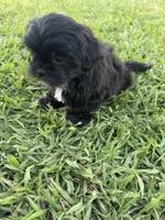 Teddy , a male Shih Tzu for sale in Merced, CA – 3 of 8