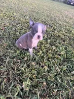 Max, a male Boston Terrier for sale in Merced, CA – Photo 1 of 5