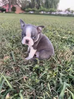 Max, a male Boston Terrier for sale in Merced, CA – Photo 2 of 5