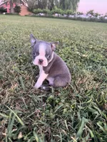 Max, a male Boston Terrier for sale in Merced, CA – Photo 4 of 5