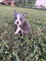 Max, a male Boston Terrier for sale in Merced, CA – Photo 3 of 5