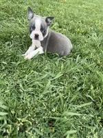 Max, a male Boston Terrier for sale in Merced, CA – Photo 4 of 10