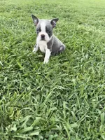 Max, a male Boston Terrier for sale in Merced, CA – Photo 3 of 10