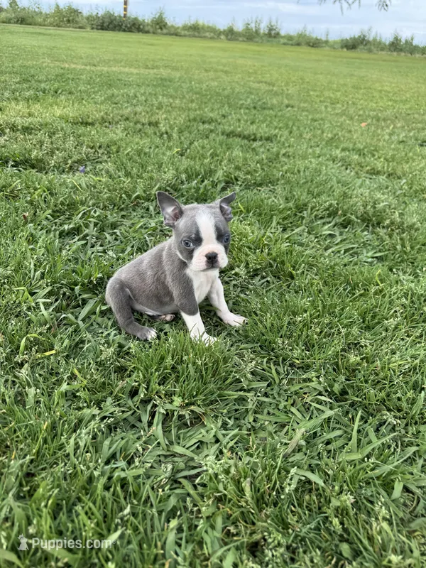 Max – Boston Terrier puppy for sale in Merced, CA