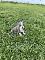 Max, a male Boston Terrier for sale in Merced, CA – Photo 1 of 10