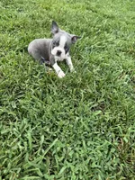 Max, a male Boston Terrier for sale in Merced, CA – Photo 2 of 10