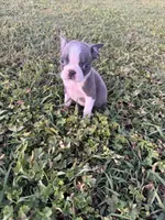 Max, a male Boston Terrier for sale in Merced, CA – Photo 5 of 5