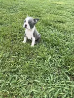 Max, a male Boston Terrier for sale in Merced, CA – Photo 5 of 10