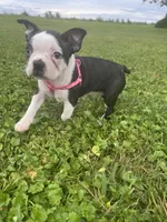 Bella, a female Boston Terrier for sale in Merced, CA – Photo 5 of 6