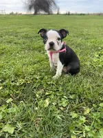 Bella, a female Boston Terrier for sale in Merced, CA – Photo 3 of 6