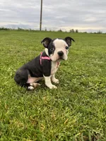 Bella, a female Boston Terrier for sale in Merced, CA – Photo 6 of 6