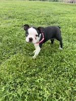 Bella, a female Boston Terrier for sale in Merced, CA – Photo 4 of 6