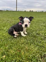 Bella, a female Boston Terrier for sale in Merced, CA – Photo 1 of 6