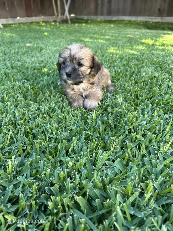 Bella – Shih Tzu, Yorkshire Terrier puppy for sale in Merced, CA