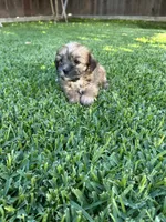 Bella, a female Shih Tzu and Yorkshire Terrier for sale in Merced, CA – 1 of 4