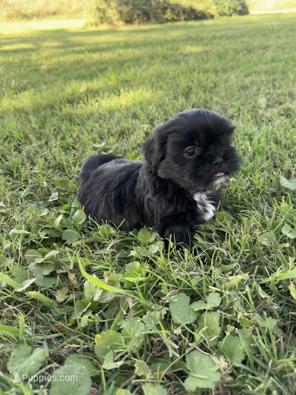 Teddy – Shih Tzu puppy for sale in Merced, CA