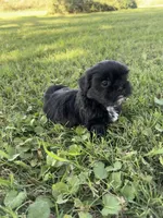 Teddy, a male Shih Tzu for sale in Merced, CA – 1 of 7