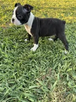 Oreo, a male Boston Terrier for sale in Merced, CA – 4 of 7