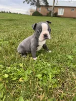 Charlie , a male Boston Terrier for sale in Merced, CA – Photo 1 of 5