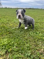 Charlie , a male Boston Terrier for sale in Merced, CA – Photo 3 of 5