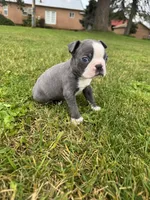 Charlie , a male Boston Terrier for sale in Merced, CA – Photo 5 of 5