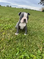 Charlie , a male Boston Terrier for sale in Merced, CA – Photo 2 of 5