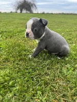 Charlie , a male Boston Terrier for sale in Merced, CA – Photo 4 of 5