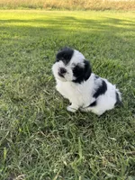 Daisy, a female Shih Tzu for sale in Merced, CA – 5 of 5