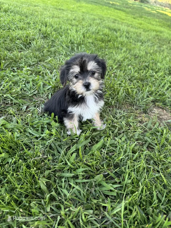 Bailey  – Shih Tzu, Yorkshire Terrier puppy for sale in Merced, CA