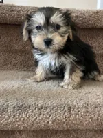 Max , a male Shih Tzu and Yorkshire Terrier for sale in Merced, CA – 2 of 5