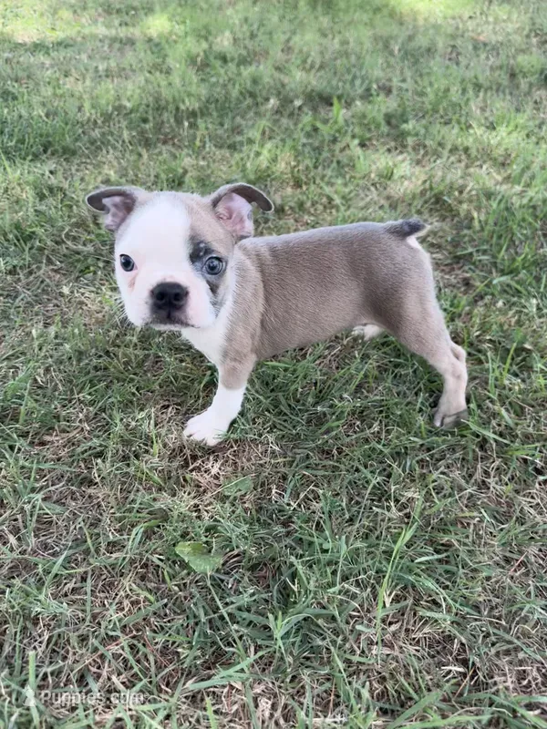 Bandit – Boston Terrier puppy for sale in Merced, CA