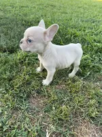 Charlie , a male French Bulldog for sale in Merced, CA – 6 of 9