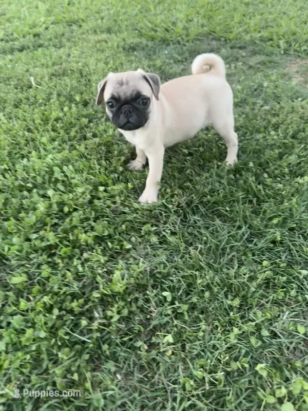Pugsley – Pug puppy for sale in Merced, CA