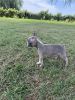 Charlie, a male Boston Terrier for sale in Merced, CA – 4 of 4
