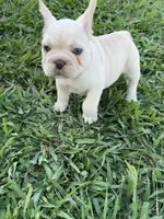 Milo, a male French Bulldog for sale in Merced, CA – 5 of 9