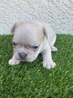 Charlie , a male French Bulldog for sale in Merced, CA – Photo 6 of 7