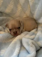 Charlie , a male French Bulldog for sale in Merced, CA – Photo 2 of 7