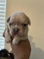 Charlie , a male French Bulldog for sale in Merced, CA – Photo 4 of 7