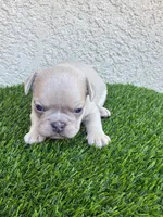 Charlie , a male French Bulldog for sale in Merced, CA – Photo 7 of 7