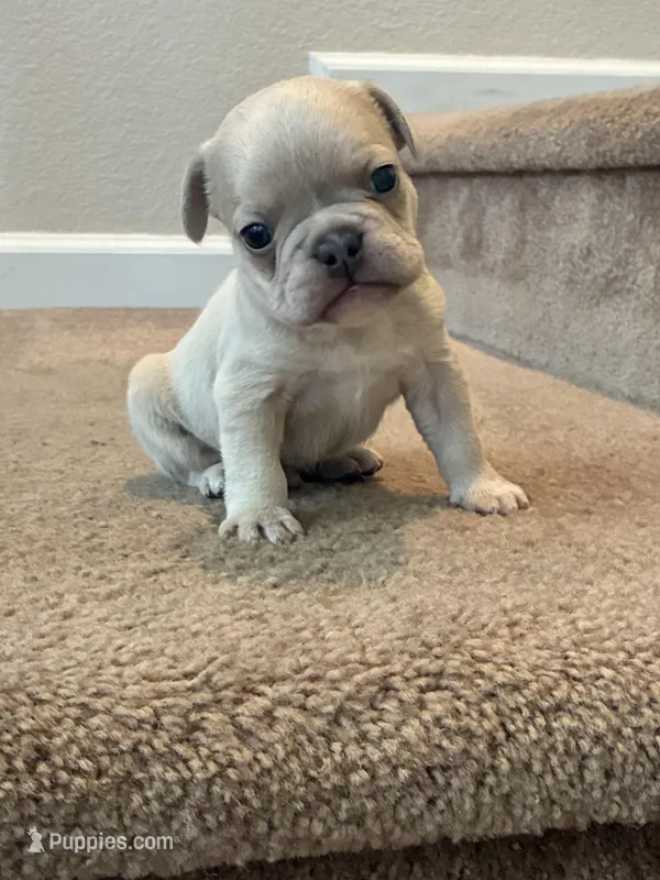 Charlie  – French Bulldog puppy for sale in Merced, CA
