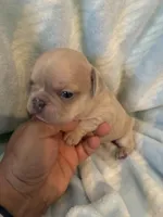 Charlie , a male French Bulldog for sale in Merced, CA – Photo 5 of 7