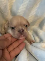 Charlie , a male French Bulldog for sale in Merced, CA – Photo 3 of 7